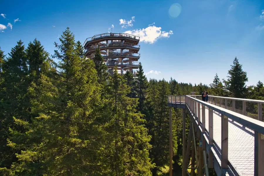 Pot med krošnjami na Rogli privablja vse več tujih obiskovalcev