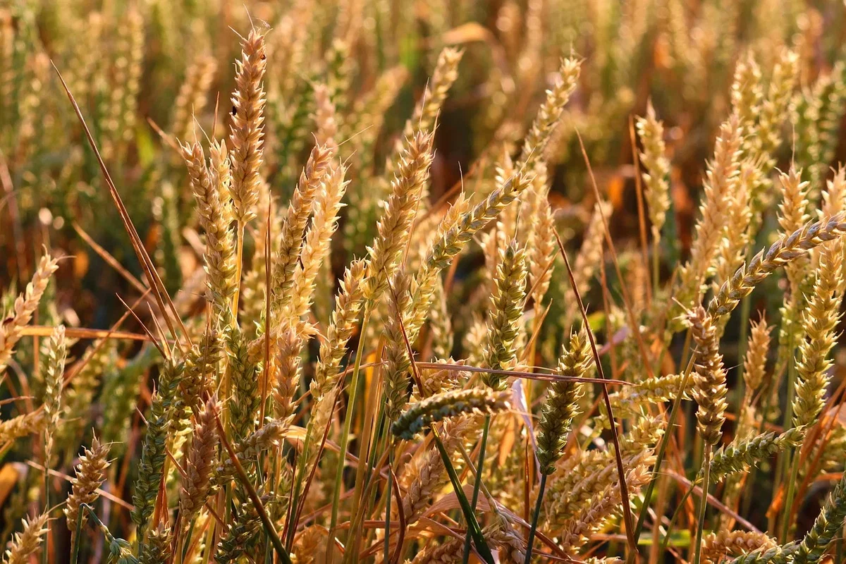 Proso z Raven na Koroškem najstarejše znano v Sloveniji