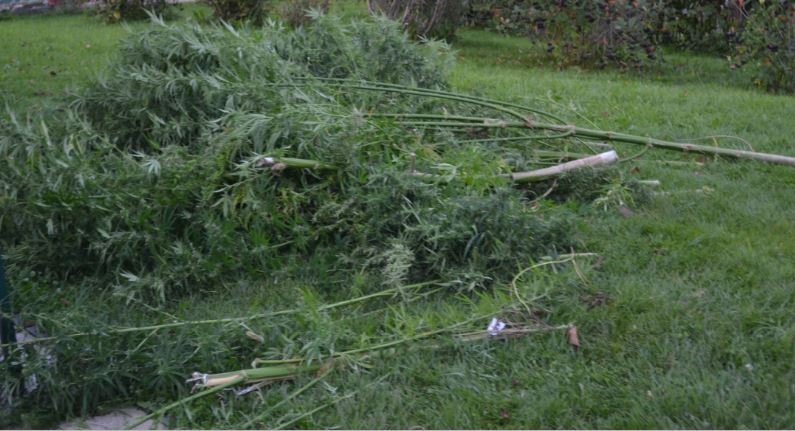 Na območju Dravograda zasegli konopljo