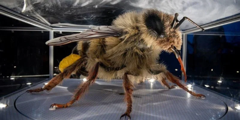 Čebela velikanka prihaja na Ravne na Koroškem