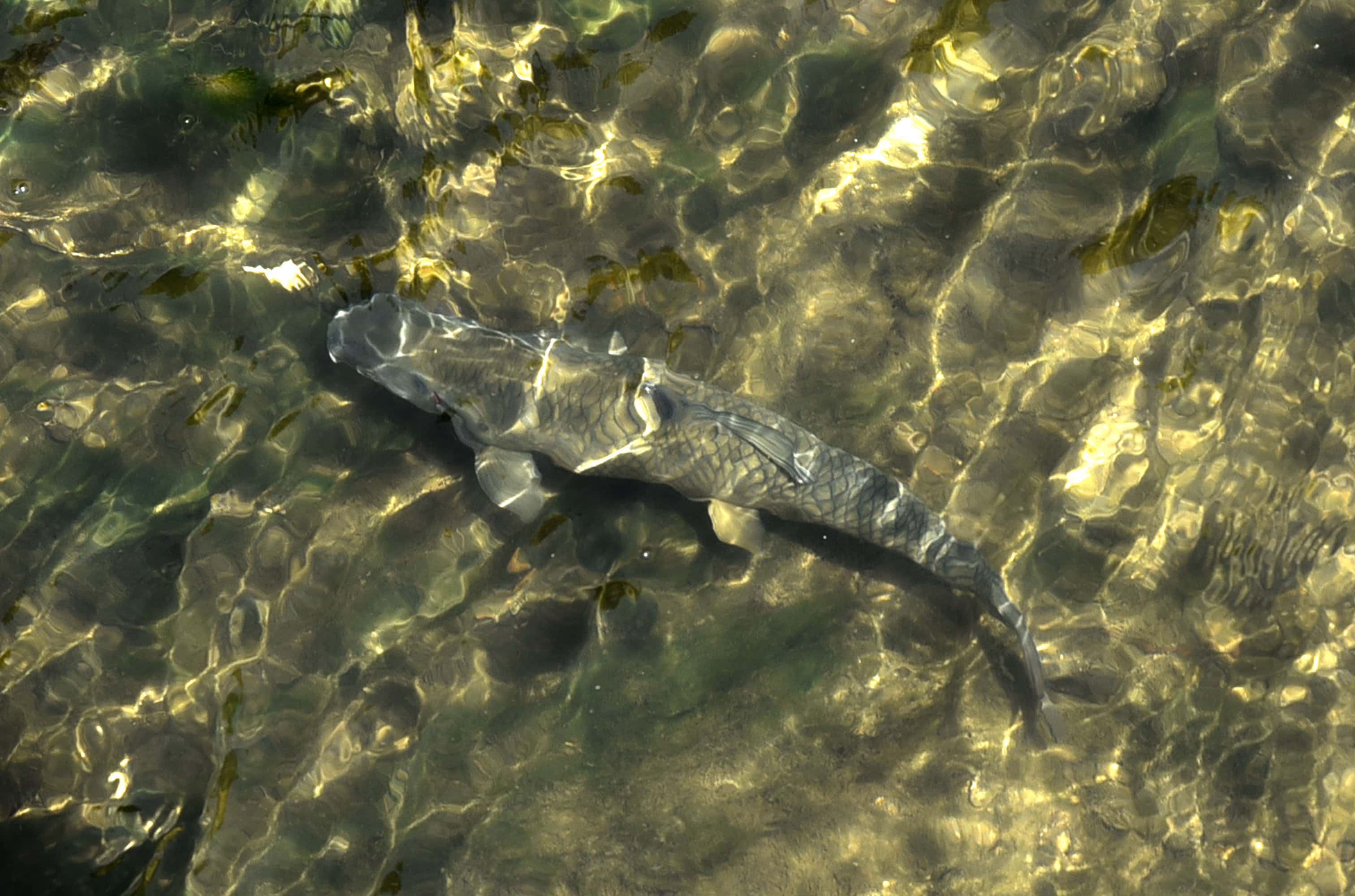 Vabljeni na veliko čistilno akcijo po poplavah na Prevalje