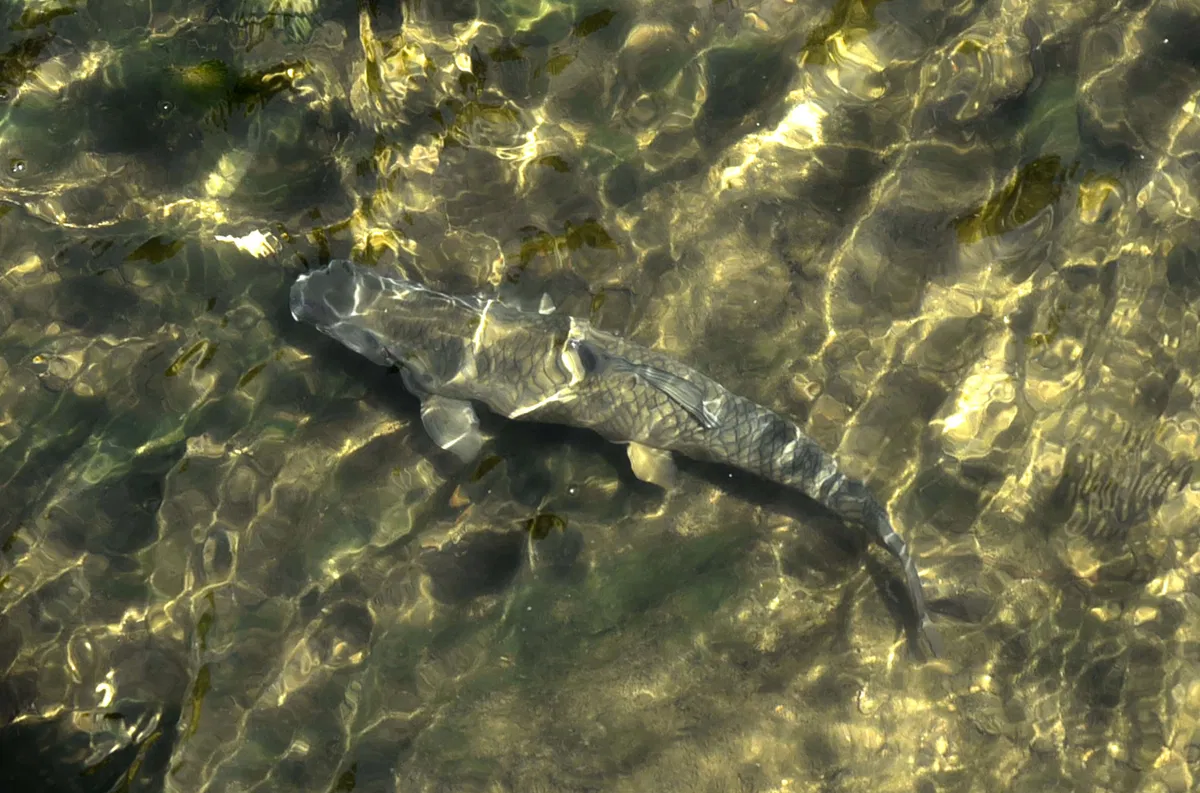 Vabljeni na veliko čistilno akcijo po poplavah na Prevalje