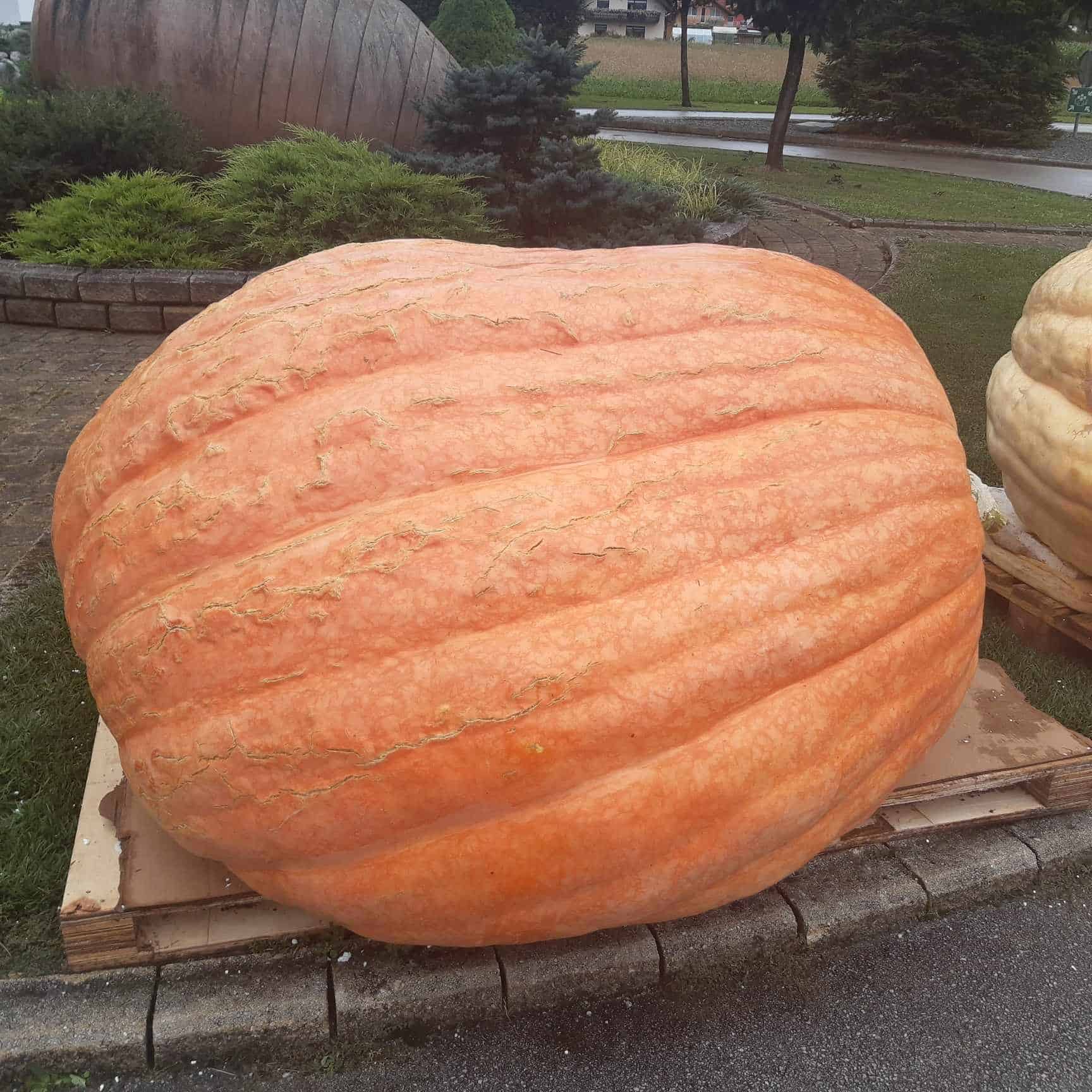 Potekalo je 13. Državno prvenstvo v tekmovanju za najtežjo bučo in to na Koroškem