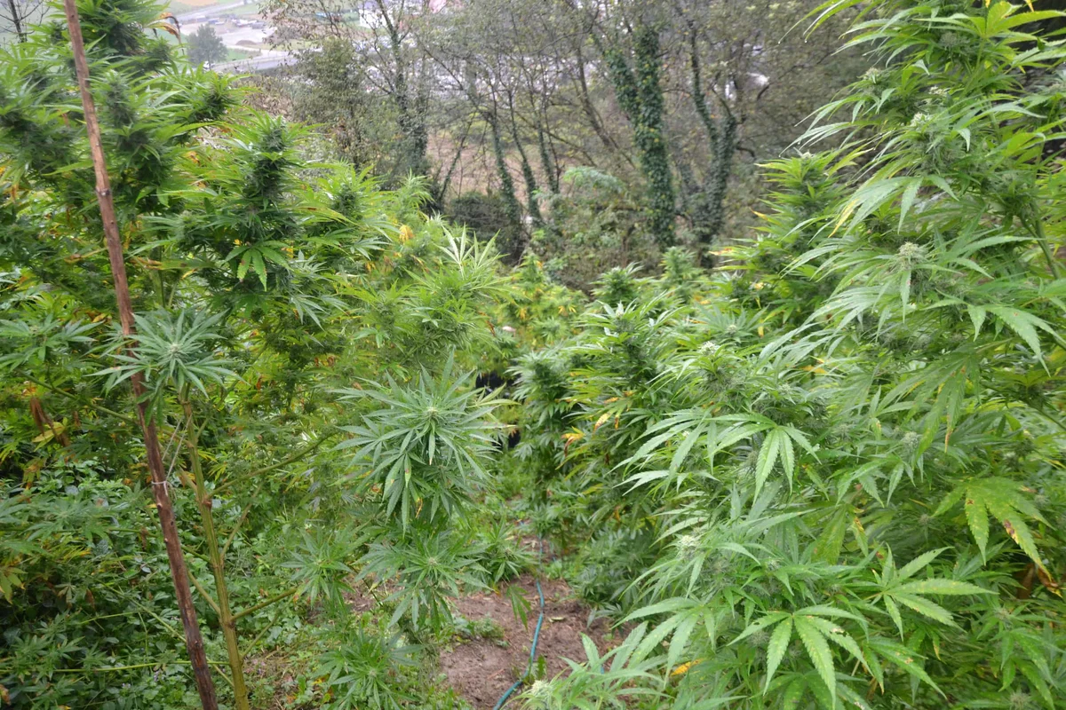 Radeljski policisti zasegli več sadik konoplje