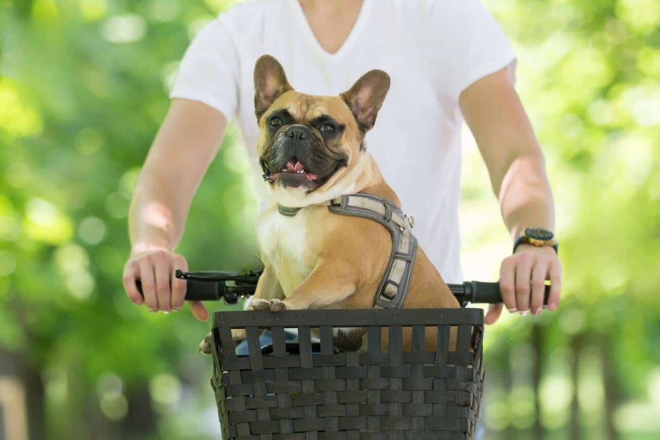 Košare za prevoz hišnih ljubljenčkov - so res varne?