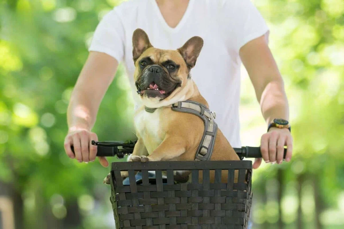 Košare za prevoz hišnih ljubljenčkov - so res varne?