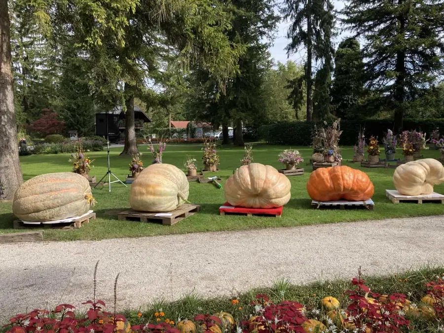 Mozirski gaj tudi letos organizira Državno prvenstvo v tekmovanju za najtežjo bučo