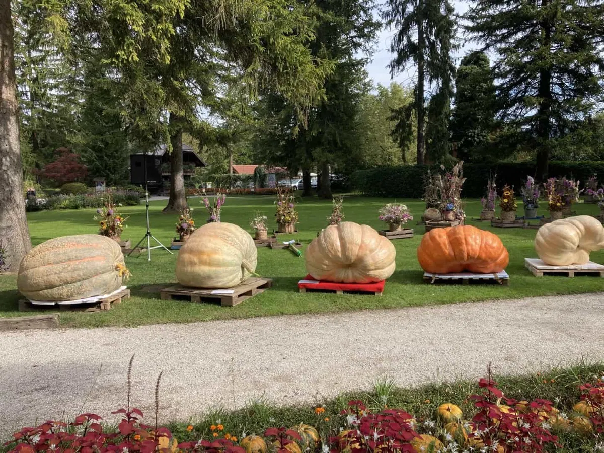 Mozirski gaj tudi letos organizira Državno prvenstvo v tekmovanju za najtežjo bučo