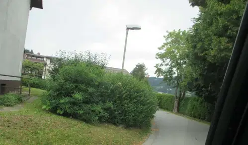 Neurejene žive meje na Ravnah ovirajo promet