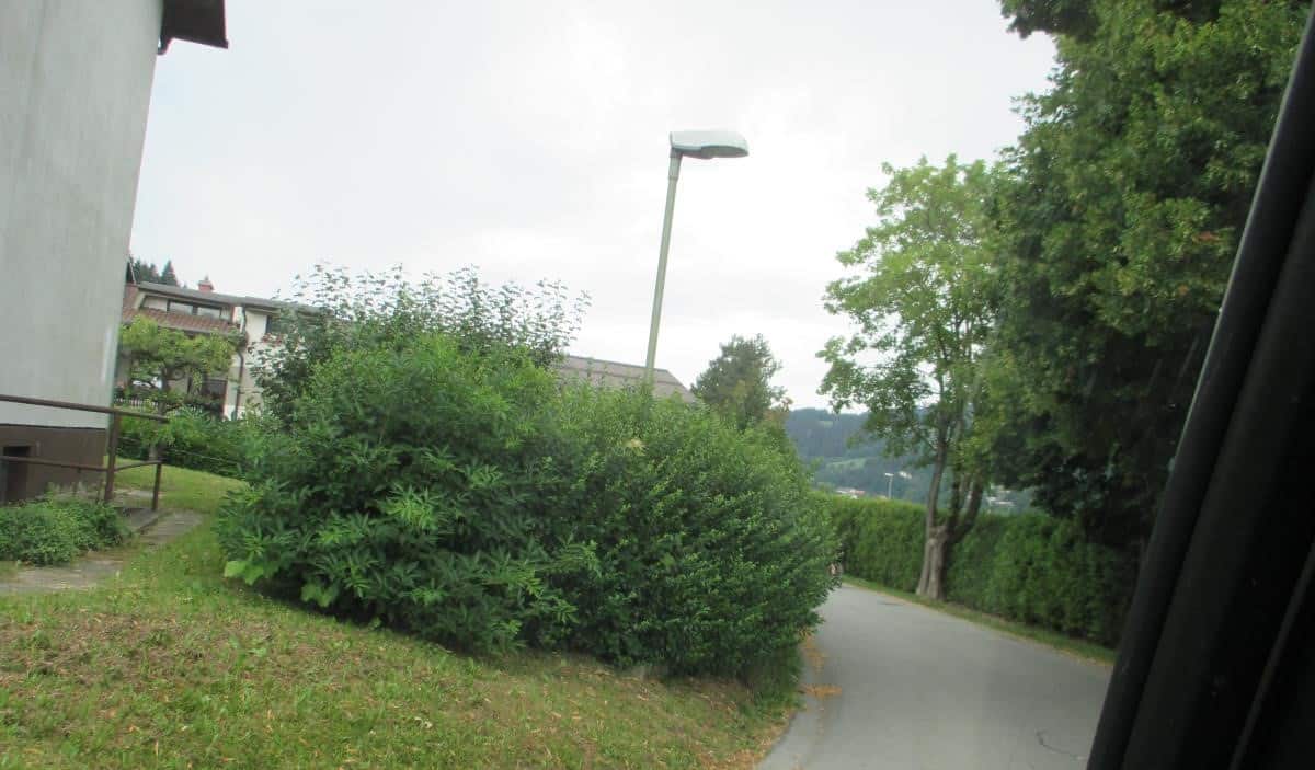 Neurejene žive meje na Ravnah ovirajo promet