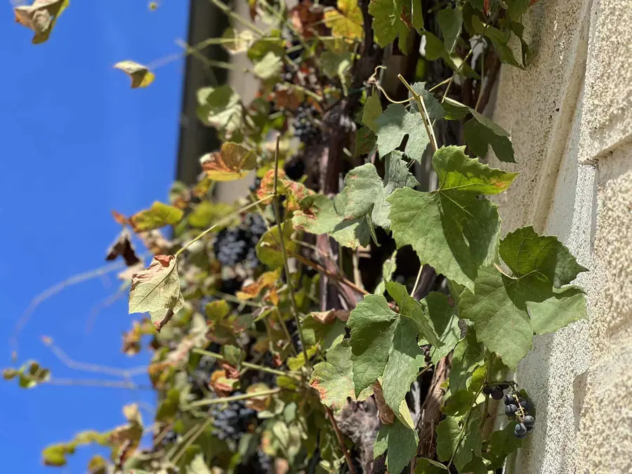 Trta v atriju graščine Rotenturn je bogato obrodila, pridelek so pobrali v družbi najmlajših