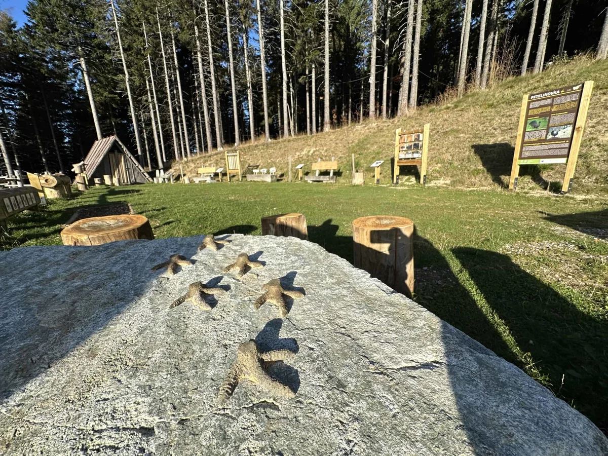 Ministrstvo odobrilo evropska sredstva za ohranjanje narave in obnovo ogroženih habitatov na Pohorju