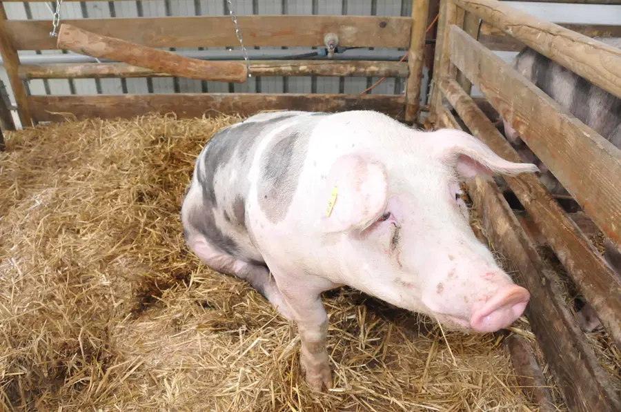 Zaradi povečanega tveganja za vnos afriške prašičje kuge obvezna postavitev ograj