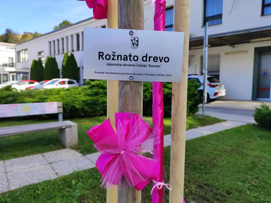 V rožnatem oktobru rožnato drevo na Ravnah na Koroškem