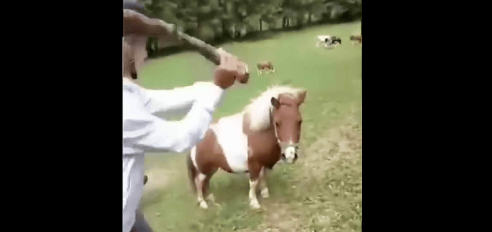 Grozljivi posnetki iz Pameč: Tako so se mladostniki znašali nad nemočnimi živalmi