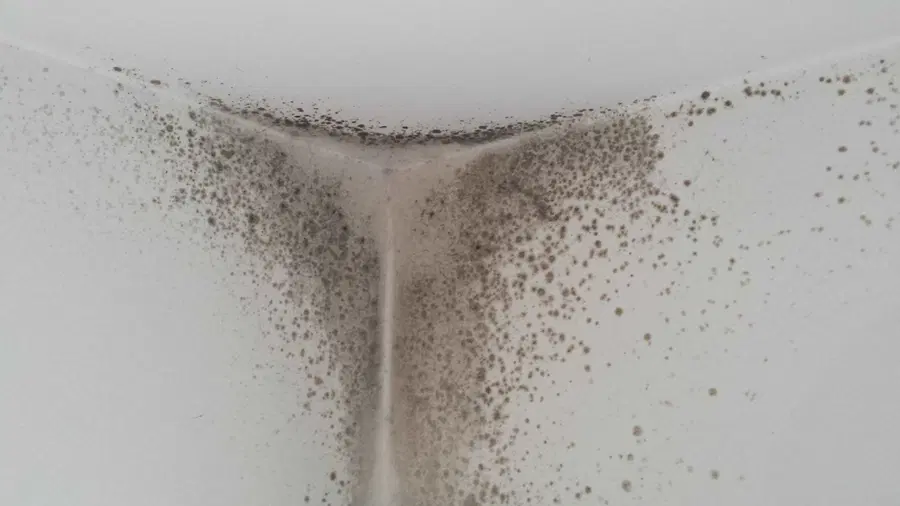 Pozor! Nevarna plesen je na pohodu! Uničite jo, čim jo opazite