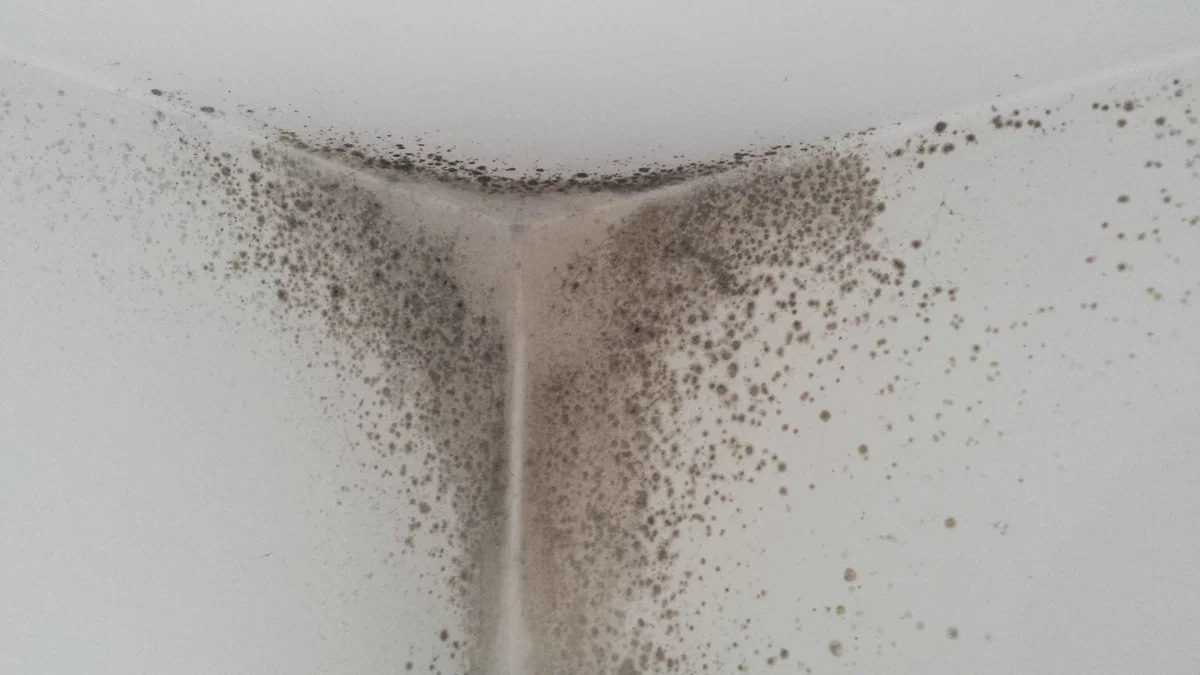 Pozor! Nevarna plesen je na pohodu! Uničite jo, čim jo opazite