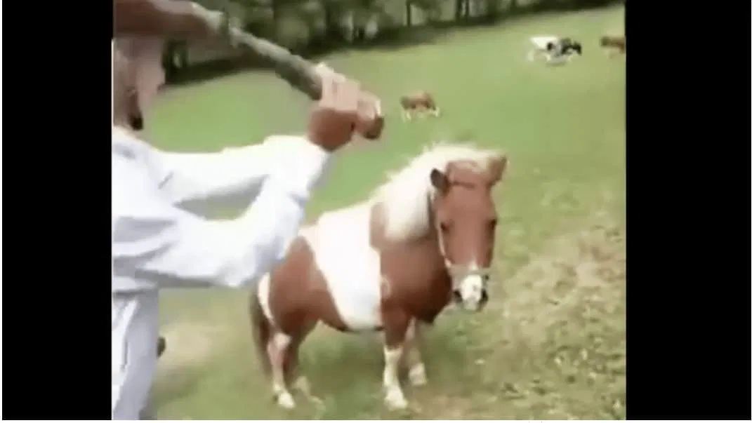 DPMŽ Koroške: Mi smo tu zato, da glasno spregovorimo v imenu vseh nemih, ki jih trpinčijo, mučijo, maltretirajo in zlorabljajo