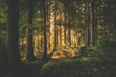 Regijski park Pohorje v pripravo upravljavskega načrta 