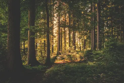 Regijski park Pohorje v pripravo upravljavskega načrta 