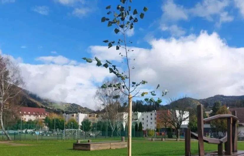 Pomoč pri okrevanju narave, na Javorniku zasadili novi lipi
