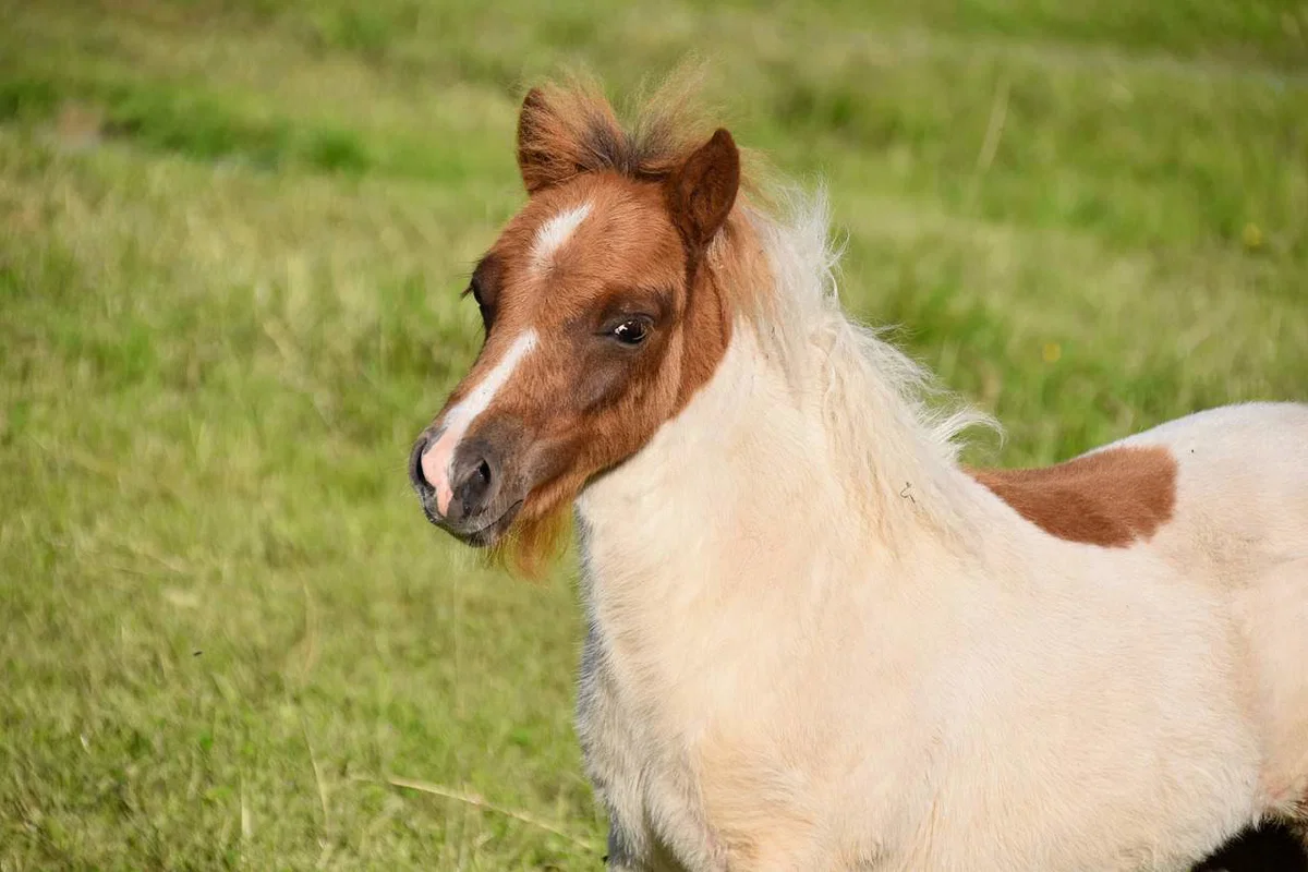 Policija preiskuje domnevno mučenje živali na Koroškem