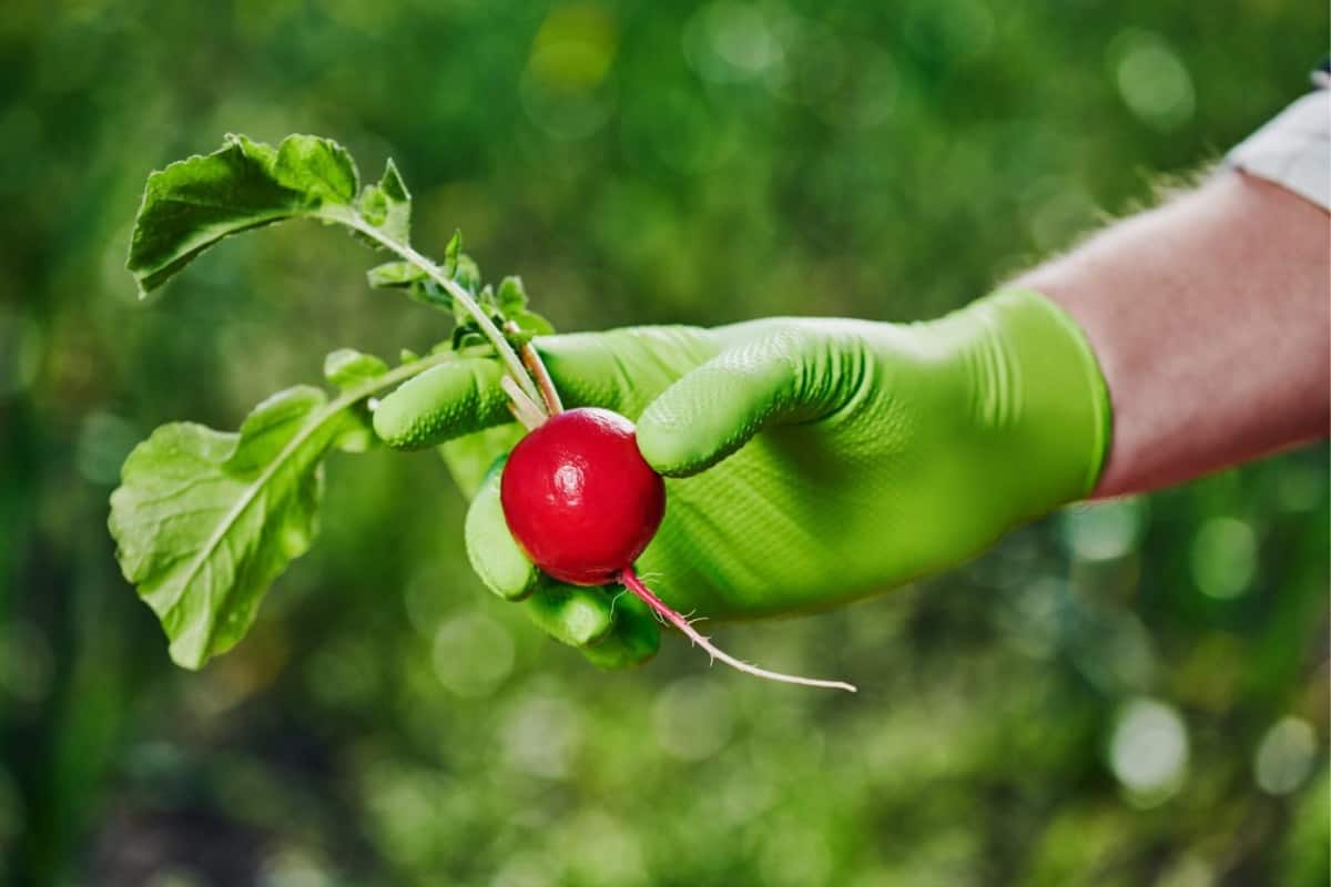 Prilagodljive nitril rokavice za enkratno uporabo za gostinstvo.