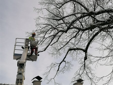 Sanacija stoletne lipe pri cerkvi sv. Pankracija