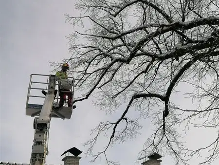 Sanacija stoletne lipe pri cerkvi sv. Pankracija