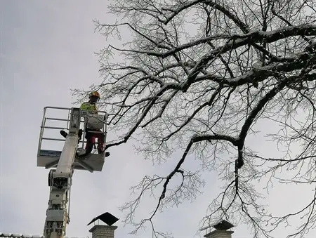 Sanacija stoletne lipe pri cerkvi sv. Pankracija