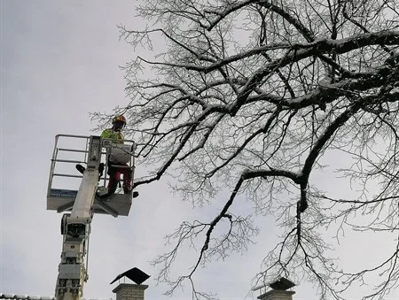 Sanacija stoletne lipe pri cerkvi sv. Pankracija