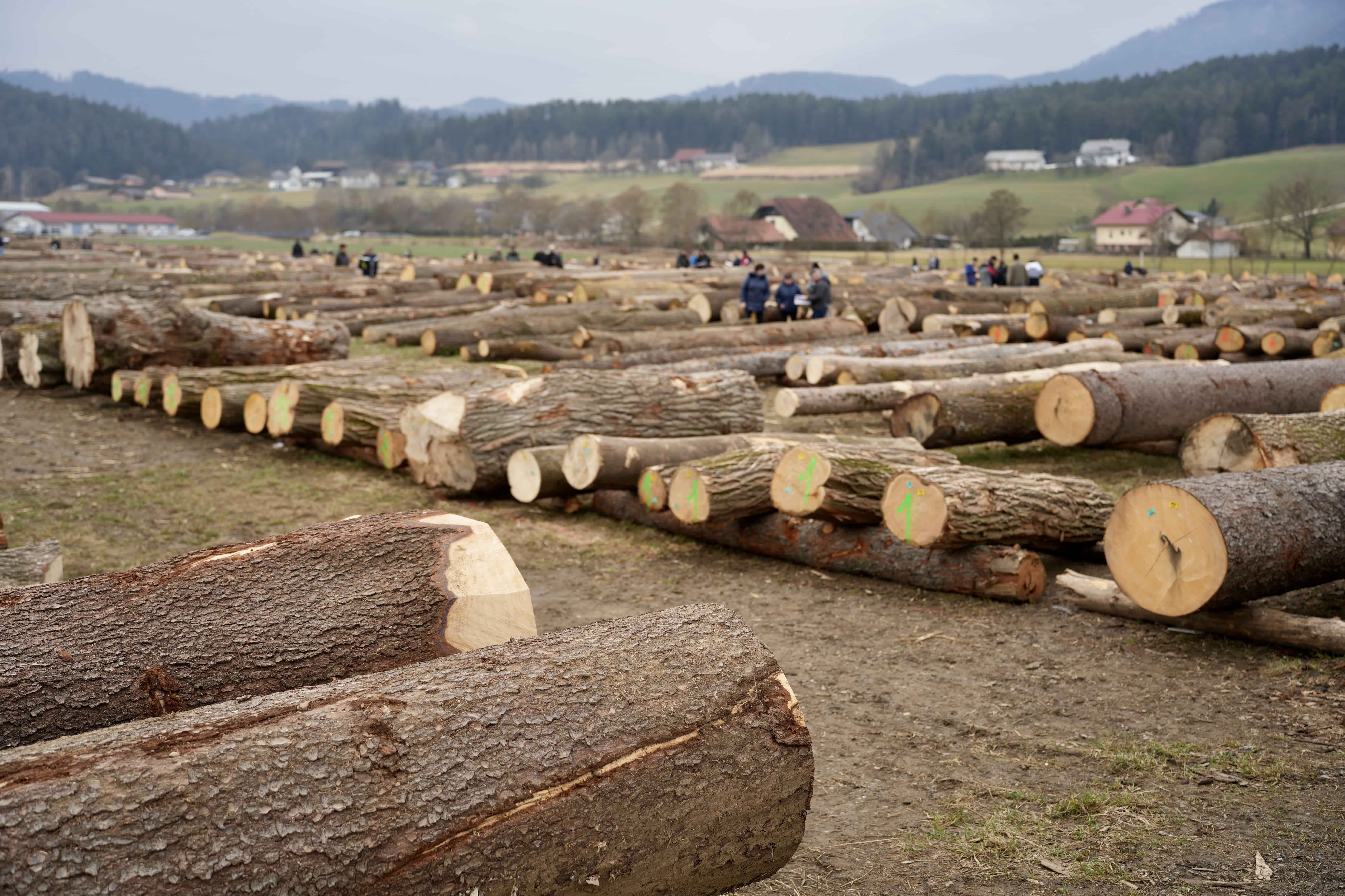 VIDEO in FOTO: Smreka iz Brd pri Slovenj Gradcu dosegla rekordno ceno v svoji kategoriji