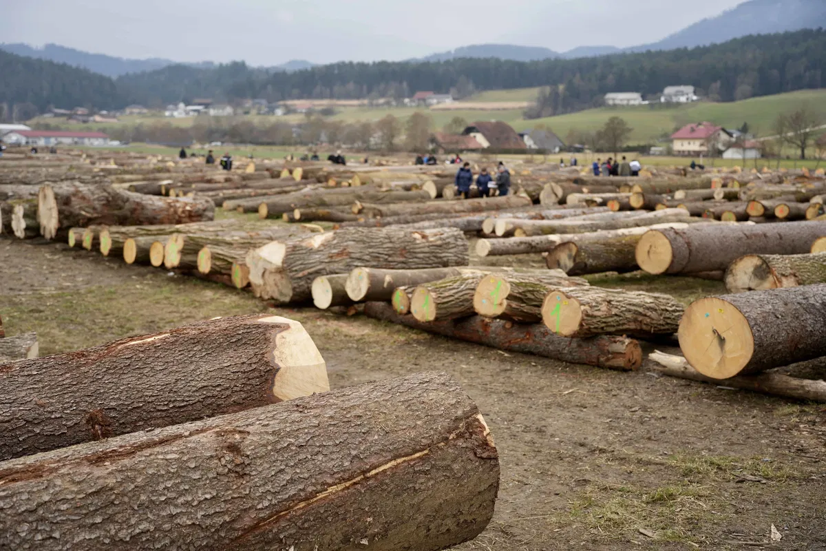VIDEO in FOTO: Smreka iz Brd pri Slovenj Gradcu dosegla rekordno ceno v svoji kategoriji