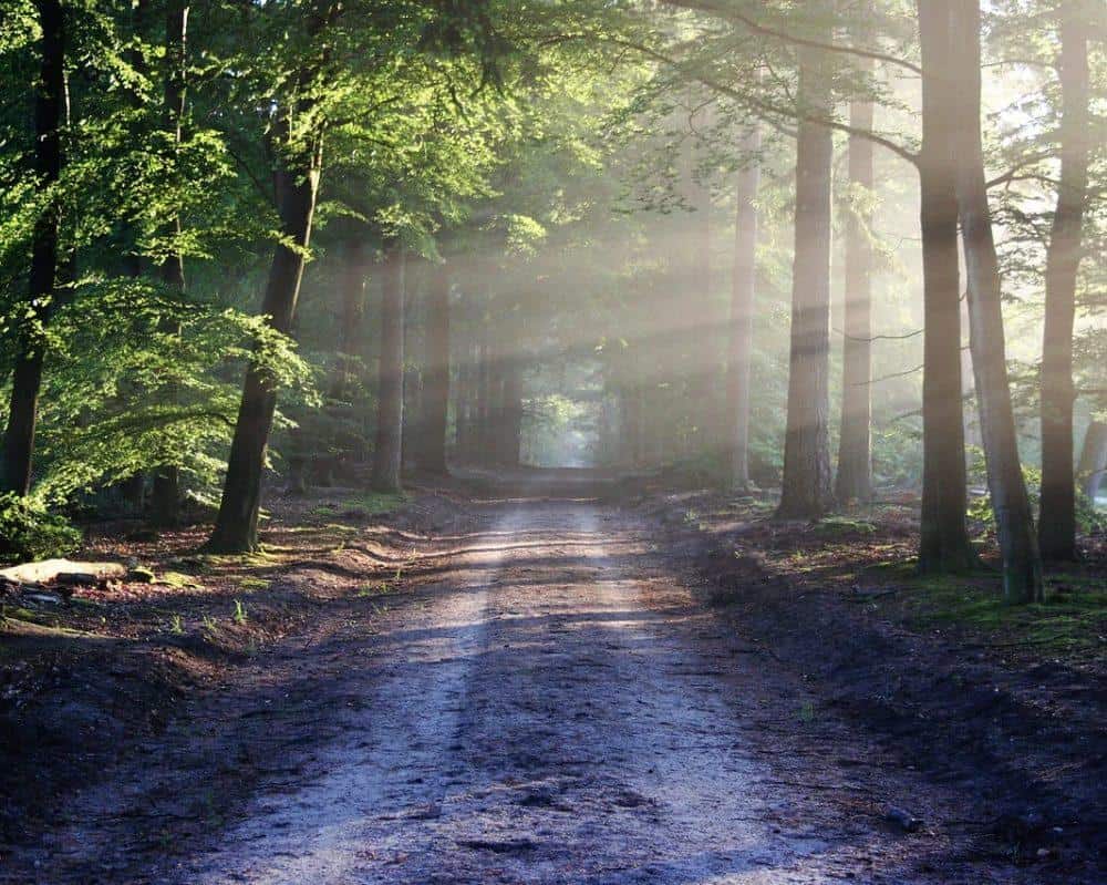 Po lanskih ujmah občinam denar tudi za obnovo poškodovanih gozdnih cest