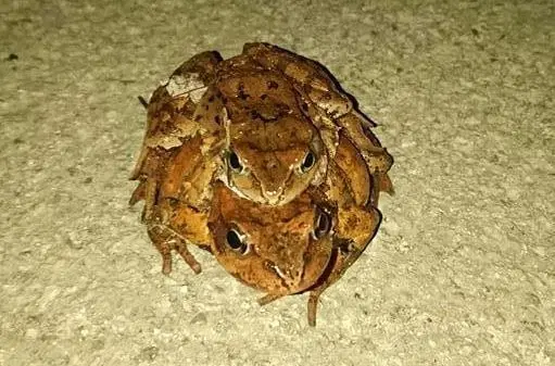 Žabice spet potrebujejo našo pomoč