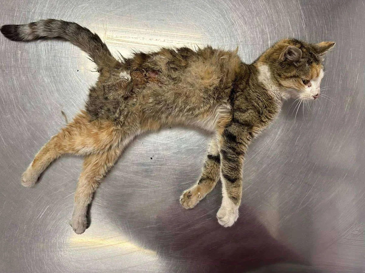 Namerno zažiganje mačk. Cici in Mici se borita za življenje. Tomiju ni uspelo (FOTO)