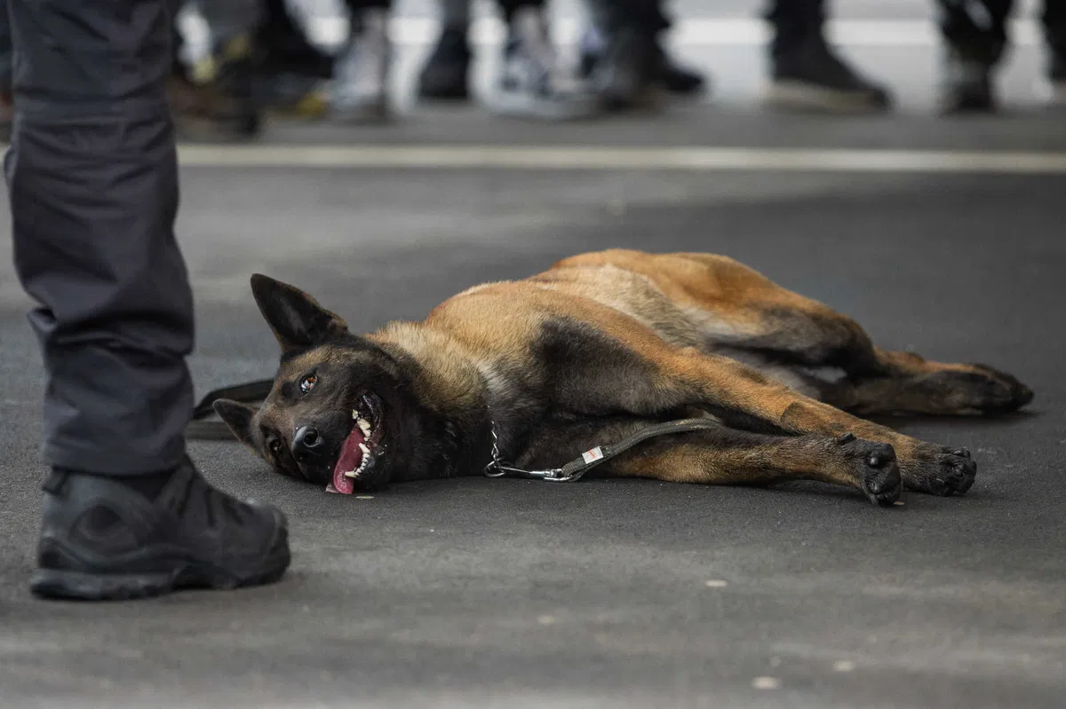 Za zdravje psa pomembna zaščita pred klopi in odpravljanje parazitov