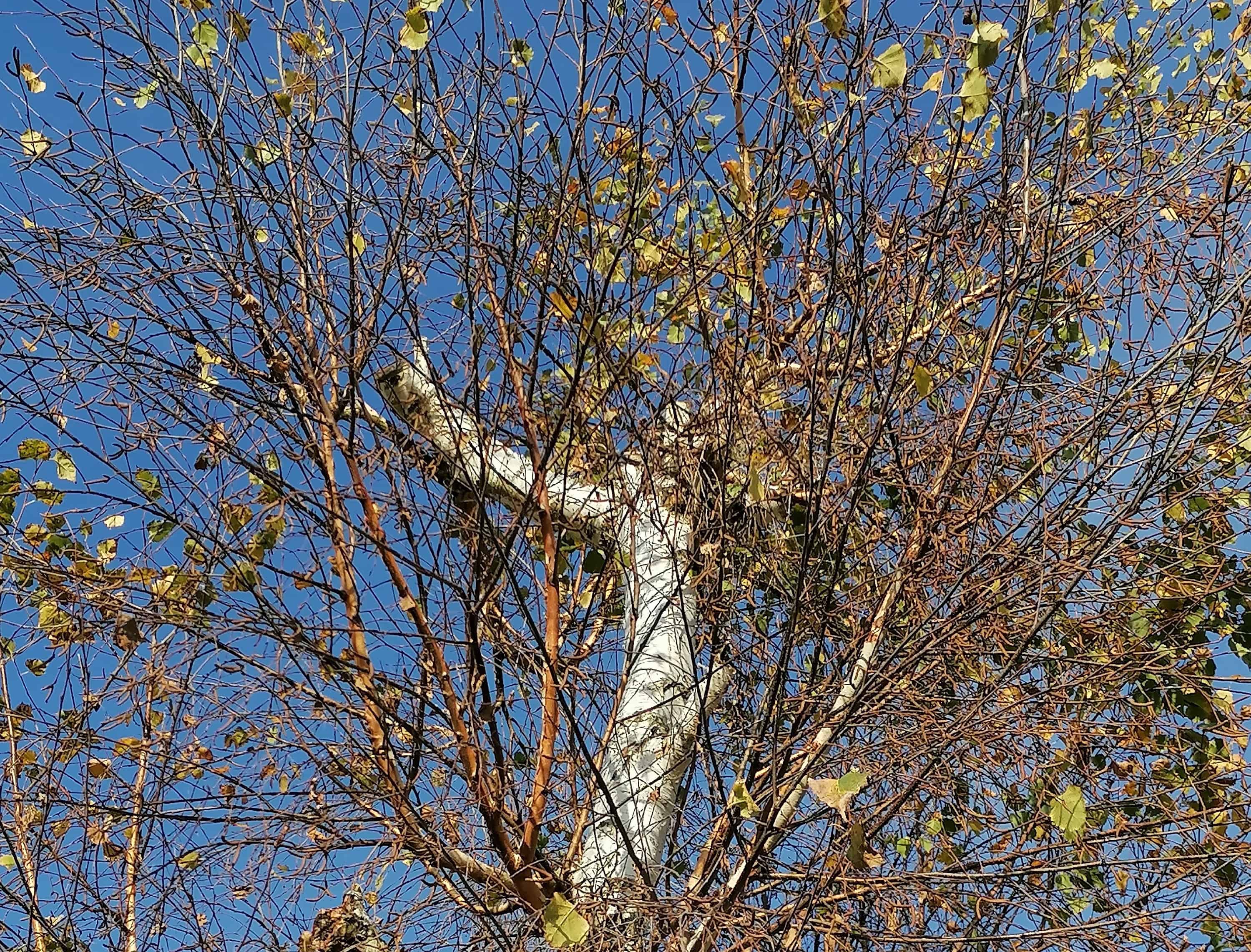 Kako poskrbimo za pravilno obrezovanje dreves?