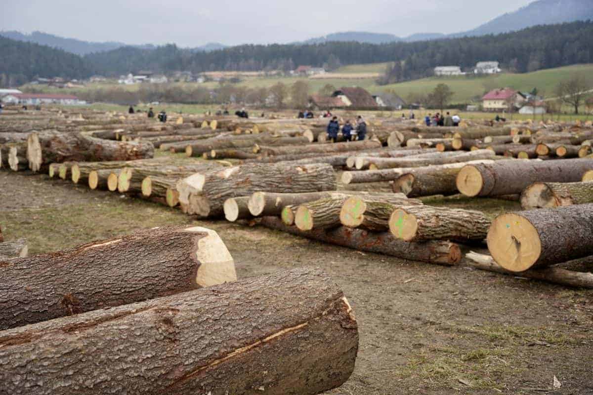 Organizatorji licitacije vrednejšega lesa plačali globo, iščejo rešitve za prostor