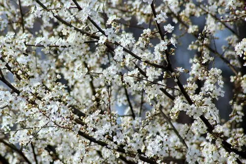 Jutranje temperature pod ničlo bi lahko ponekod poškodovale sadno drevje