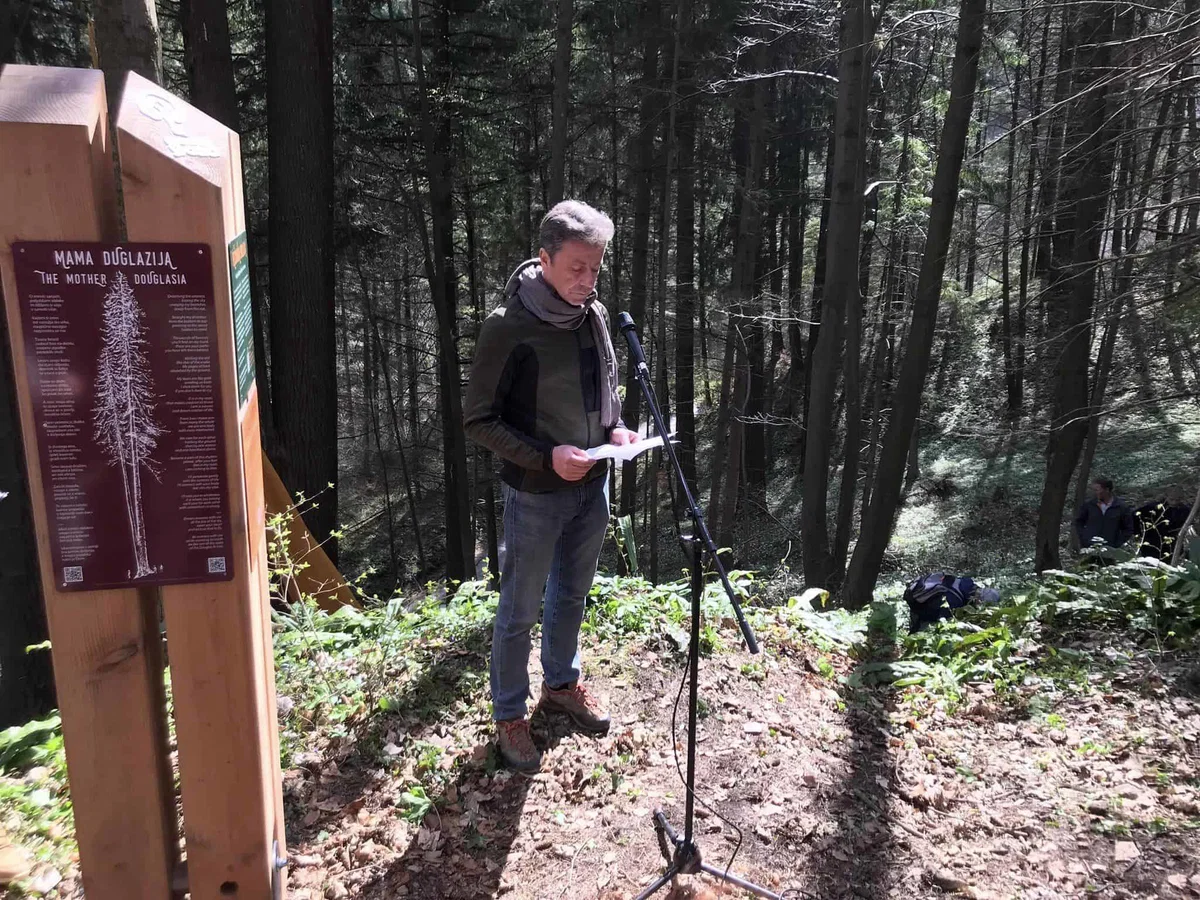 Sgermova smreka na Koroškem ostaja najvišje slovensko avtohtono drevo