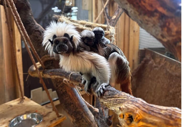 Tropska hiša bogatejša za novo leglo ogrožene vrste opic