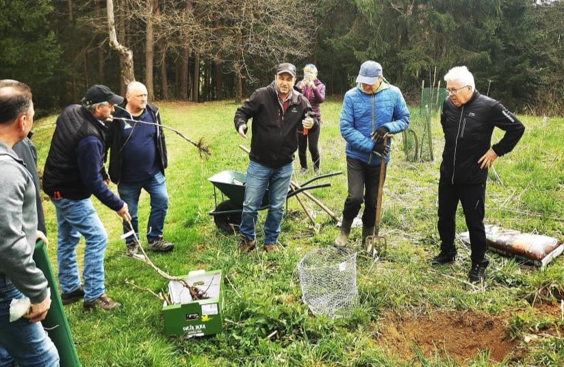 Potekalo je obrezovanje sadovnjaka ob Prežihovi bajti