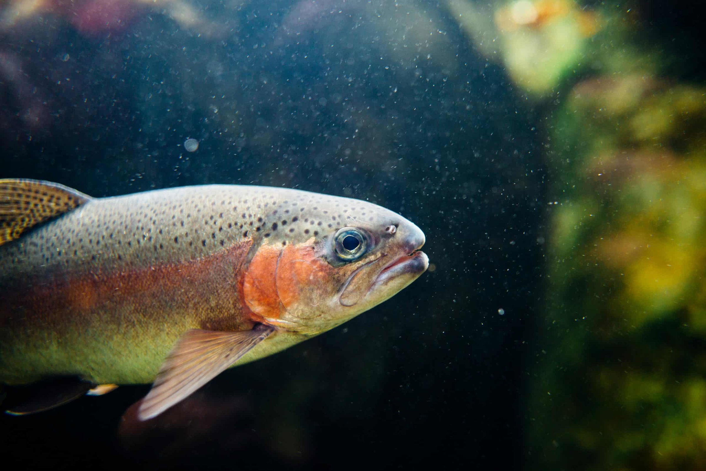 V EU lani iztovorjenih za 5,5 milijarde evrov rib