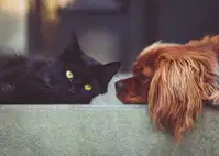 V veterinarskih ambulantah se začenja akcija za odgovorno lastništvo