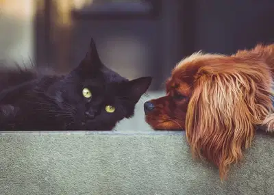 V veterinarskih ambulantah se začenja akcija za odgovorno lastništvo