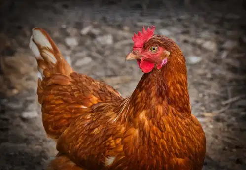Kmetija Tibaot ponuja kokoši nesnice po ugodni ceni in z brezplačno dostavo