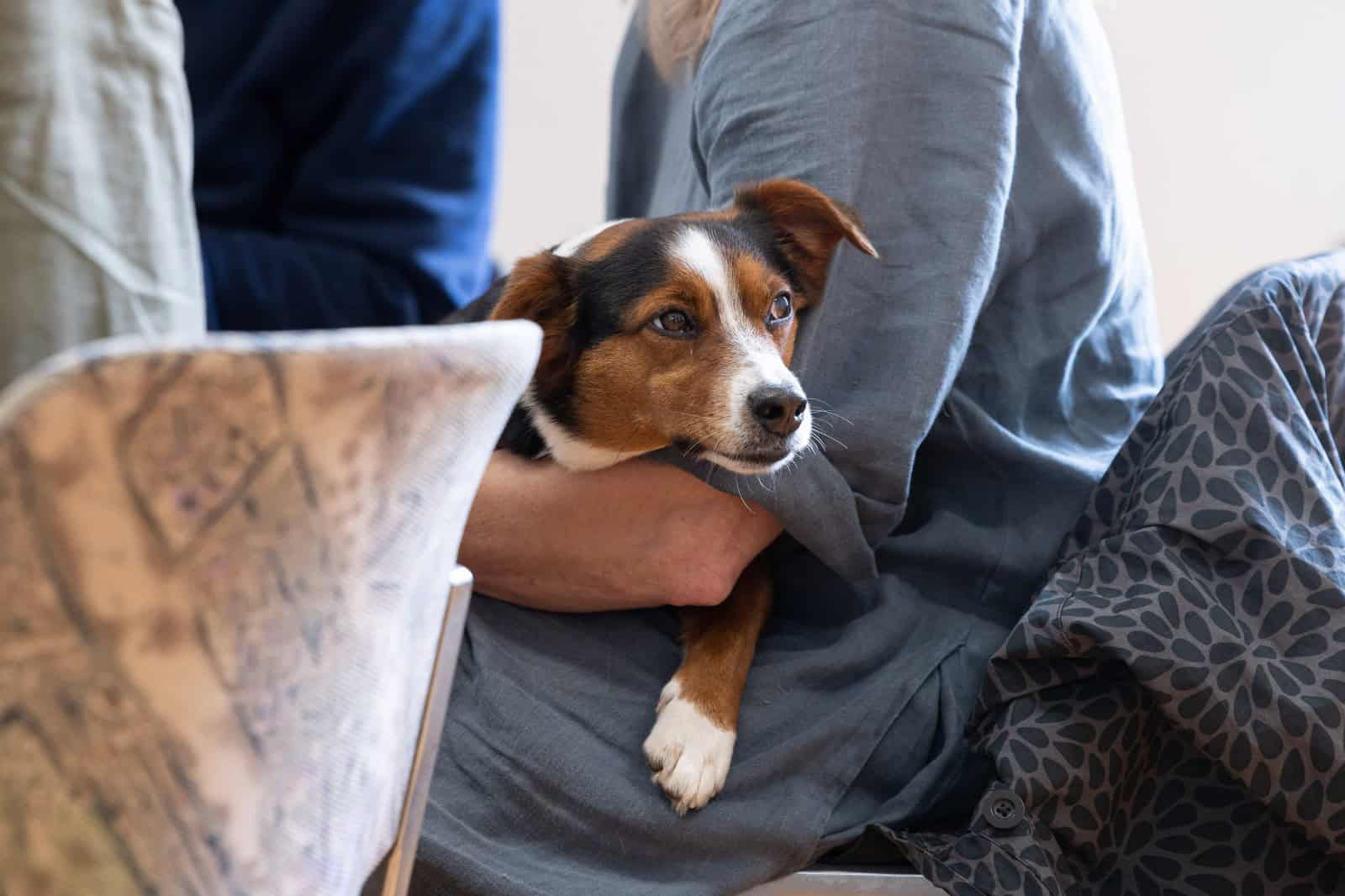 Občina Mislinja opozarja občane na upoštevanje pravil odstranjevanja pasjih iztrebkov