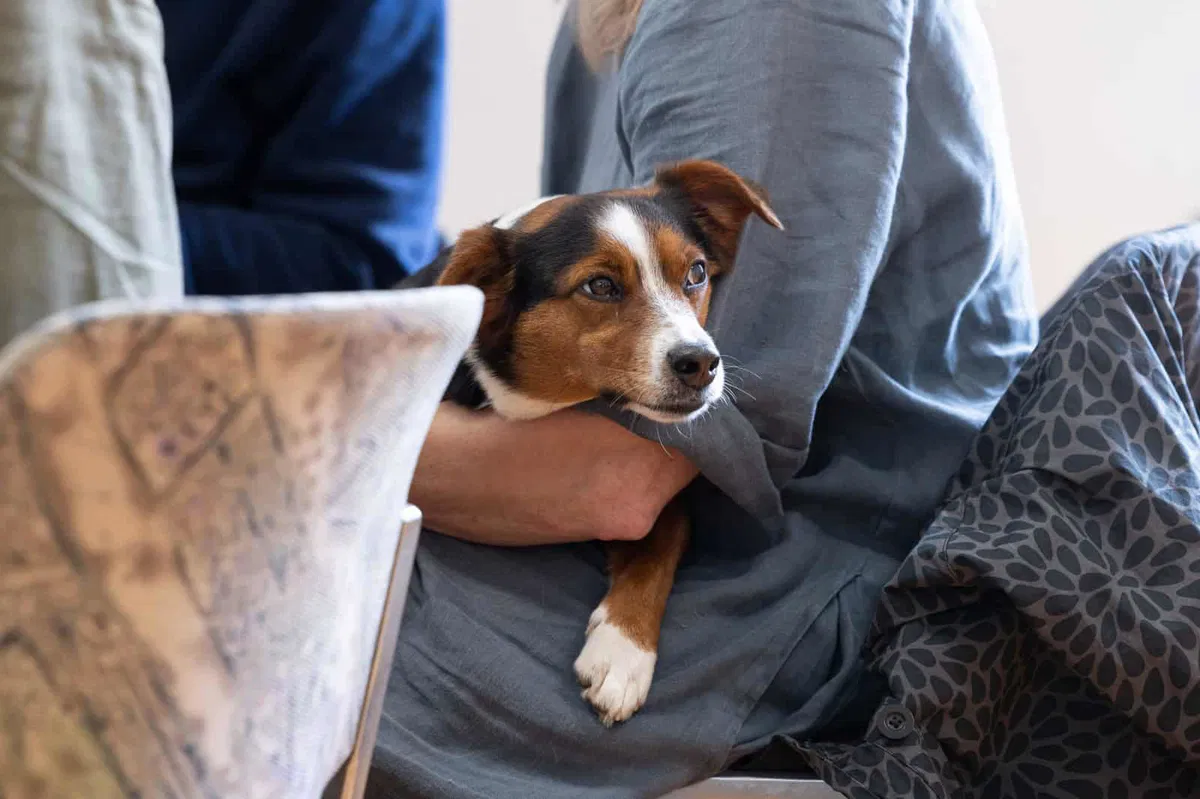 Občina Mislinja opozarja občane na upoštevanje pravil odstranjevanja pasjih iztrebkov