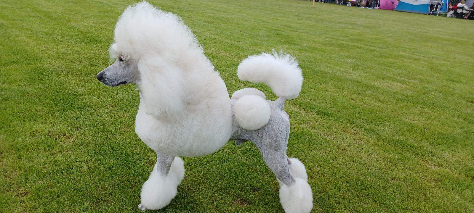 Specialna razstava psov na Rogli navdušila obiskovalce (FOTO)